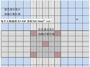 血细胞计数板示意图 搜狗图片搜索