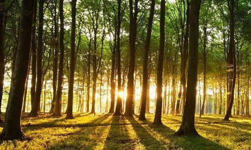 森林经营┃不同森林经营措施对木材产量和碳储量的影响