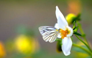 关于蝴蝶的春天诗句