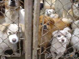 转载 救救狗狗 有能力的人快去救救它们 北京昌平七里渠流浪狗收容所 