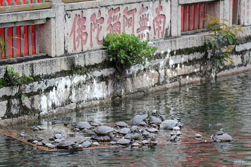 放生池乌龟将被捕捞运至水库 