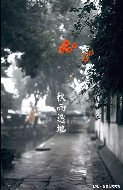 一场秋雨一场寒 美的心醉