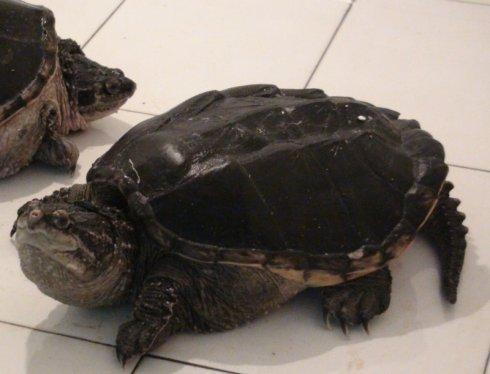 巴西龟能不能和吊篮养在一起？
