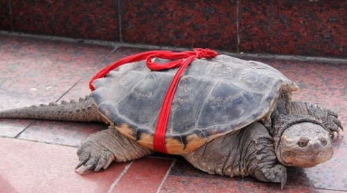 宜宾小伙捕获罕见大乌龟 放生后又带回一群小龟