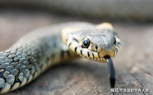 进化成功的爬行动物代表 蛇,贪心不足蛇吞象,只吃一口的蛇
