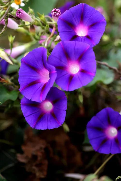 怎么形容牵牛花,描写喇叭花的紫得怎样？