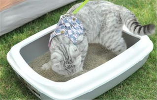 关于猫砂,这5点你注意了吗