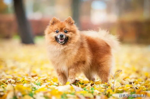 世界上最小的11种狗,中国犬只榜上有名