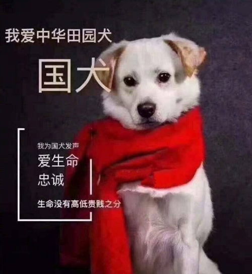 杭州禁养土狗引众怒,陈乔恩等明星发声,怎么就成烈性犬了