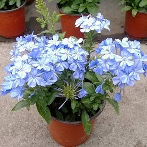 这些漂亮的 蓝色花 ,看到不要买,全都是假的,谁买谁上当