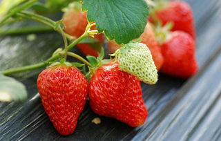 草莓宝宝几个月可以吃 宝宝吃草莓不消化吗