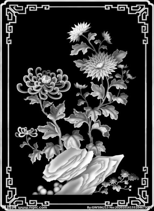 菊花灰度图图片 