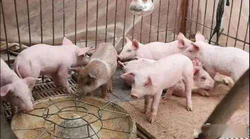 未来3年,在农村搞养殖前景怎样 养猪还有市场吗