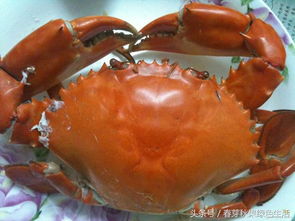 秋天来了哪种螃蟹最好吃 梭子蟹青蟹还是大闸蟹