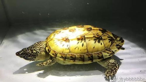 蛋龟类的饲养小总结 鱼龟混养可行吗