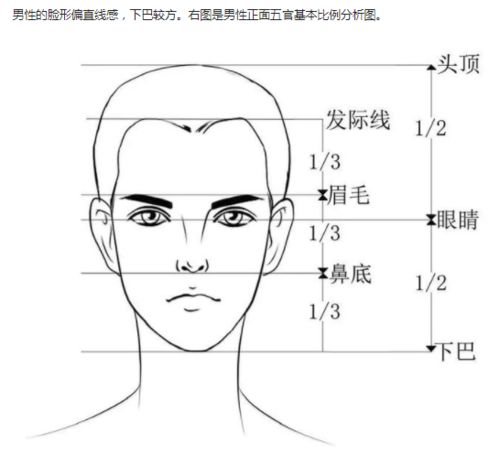 人物五官基本比例及正面画法