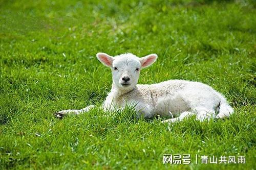 属鼠人桃花劫三生肖,挑选对象时,尽量避开这几个生肖