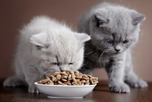 还在喂食猫粮吗 你认为 营养丰富 的猫粮正在危害猫咪的健康