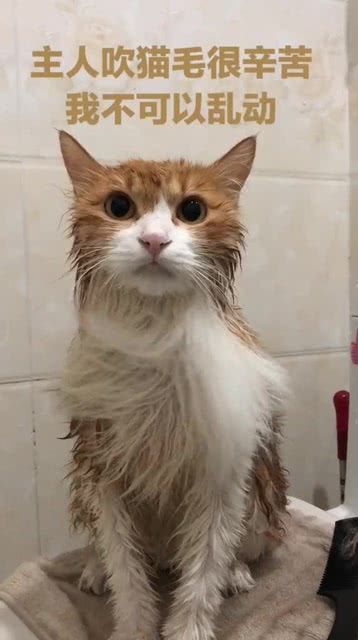 洗猫五分钟,吹毛一小时 