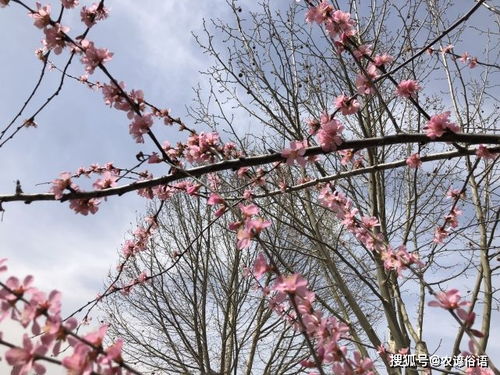 老话说 宁可墙内见桃花,莫让桃花出墙外 ,两种桃花有啥区别