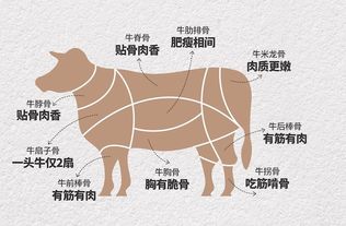 西贝蒙古牛大骨重磅来袭,一牛九吃让你过足吃肉的瘾