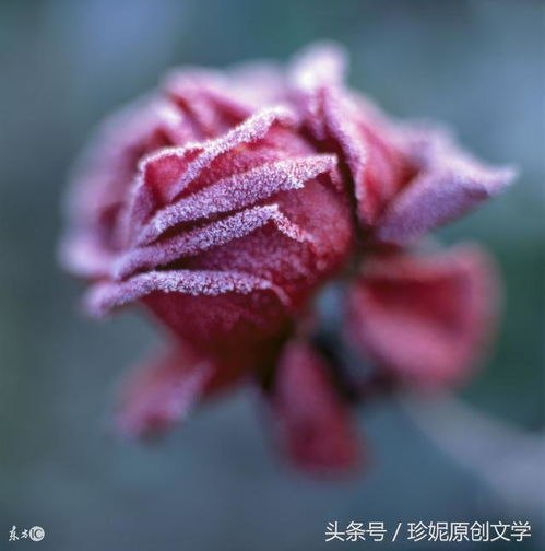 现代诗 冰玫瑰红玫瑰,开在薄情的世界里