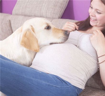 家里养狗的同时，怀孕了，应该怎么办(家里养狗人怀孕了需要检查什么)