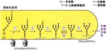 动物细胞的高尔基体怎样加工蛋白质的 反应过程中有水生成吗 