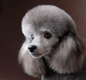 贵宾犬的毛色都有哪些 这些稀有色,你见过吗