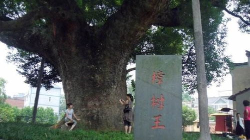 浙江有个草原,是 琅琊榜 的取景地,景区内有千年古樟树
