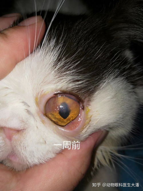 我家猫猫眼睛总是有黑色的分泌物 