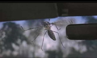为什么车内的蚊子能跟上车速,还不会撞来撞去 