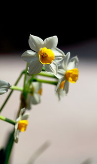 水仙花 桃花