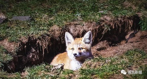 图 草原上,那些小赤狐的一天