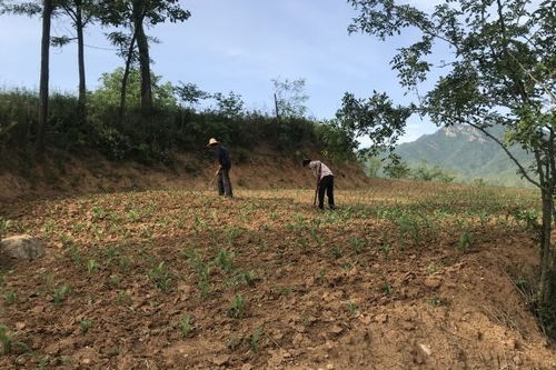 梦见过墙头啥意思(梦见过墙过不去)