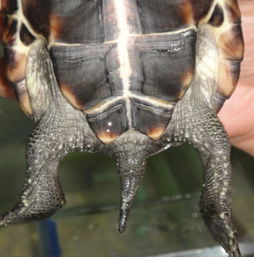 求如何辨别龟龟的性别以及品种 