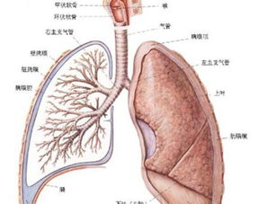 肺部纤维化(肺部纤维化的症状是什么)