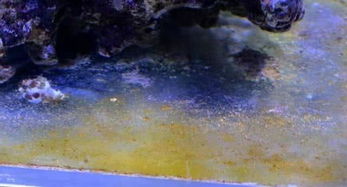 鱼缸里长褐藻说明水质好,fot海缸水质好是不是就不长褐藻