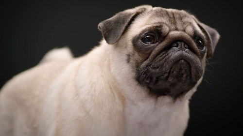 世界上最凶狠的狗,体重最高能达到300斤,一般人都买不起