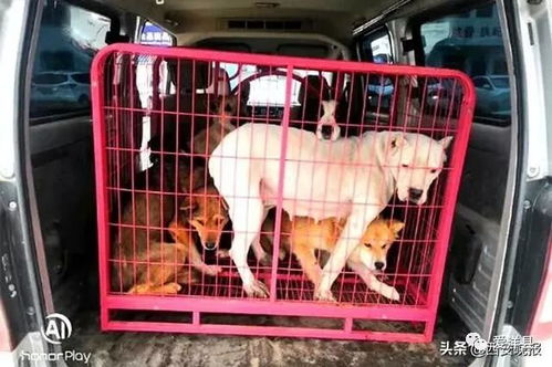 汉中3男子盗窃宠物狗,被判刑