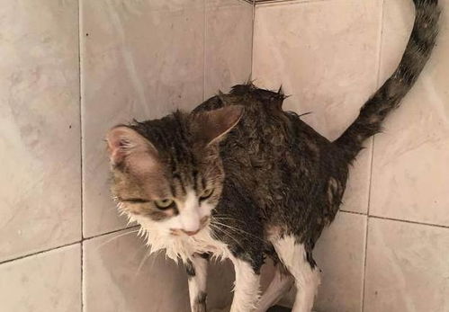 猫咪对洗澡不感兴趣,掌握猫咪洗澡三部曲,从此让它爱上洗澡