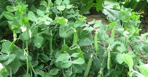 豌豆是1种美味时令蔬菜,嫩豆荚 种子及嫩芽都可食用 你会种吗