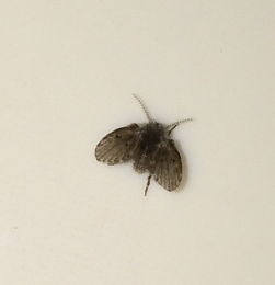 家里卫生间总有消灭不完的这种小飞虫,请问这是什么虫啊 怎么能消灭干净 不知道哪来的 