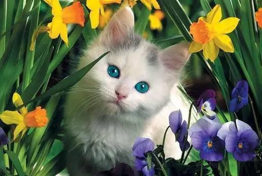 最迷人的就是猫咪和花朵
