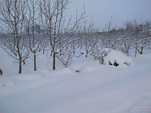 速腾,漫步在雪天里