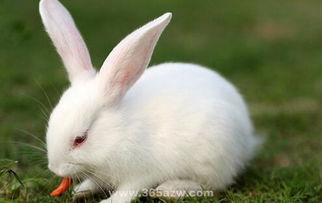 宠物兔哪些种类的比较好养