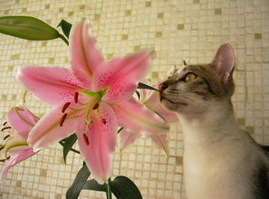 猫闻百合花会有事吗？玫瑰对她有危害吗？