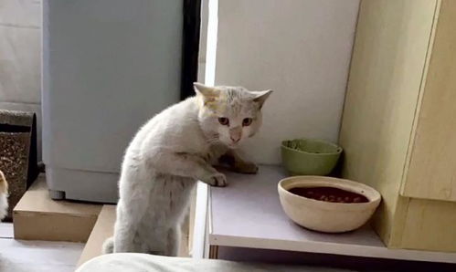 流浪猫偷吃狗粮,被发现后,卑微的样子看着让人心疼