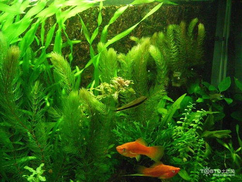 金鱼藻图片 金鱼藻怎么养
