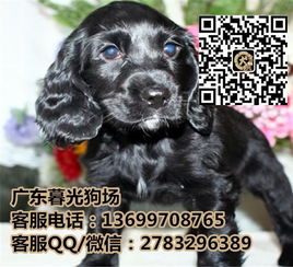 广州美国可卡犬多少钱一只 广州美国可卡犬出售 广东暮光狗场